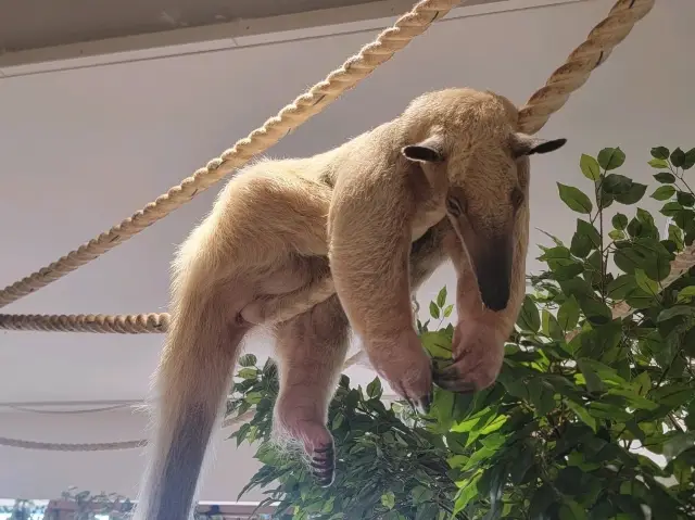 台場Animeal 近距離接觸各種超可愛動物