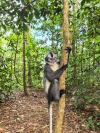 Encounter Orang Utan in Gunung Leuser National Park