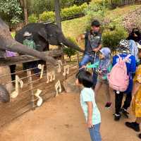 Elephant Encounters and Jungle Fun: My Day at Kenyir Elephant Conservation Village!