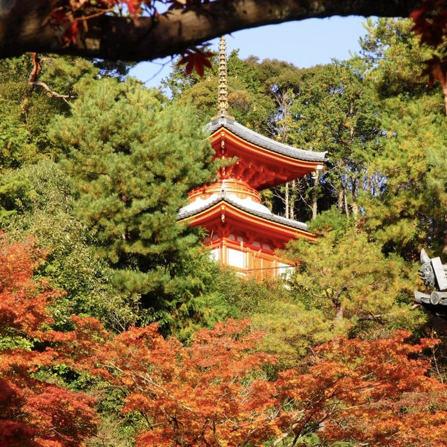 聖福寺：秋意盎然🍂