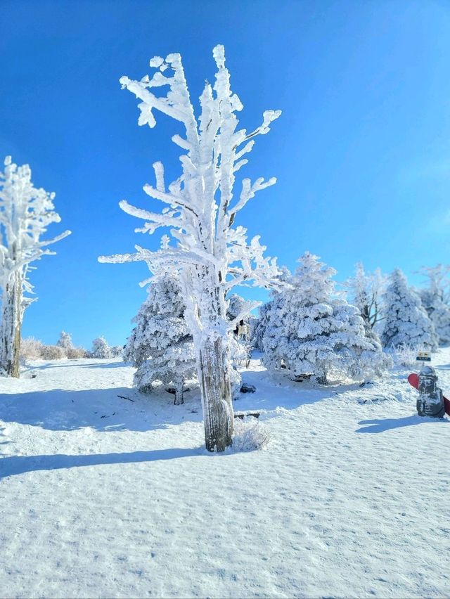 한국의 삿포로 평창으로 가야하는 이유❄️