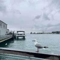 【NZ】クルーズ船でデポンポートへ🚢
