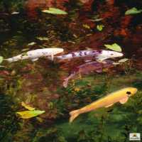  Monet's pond