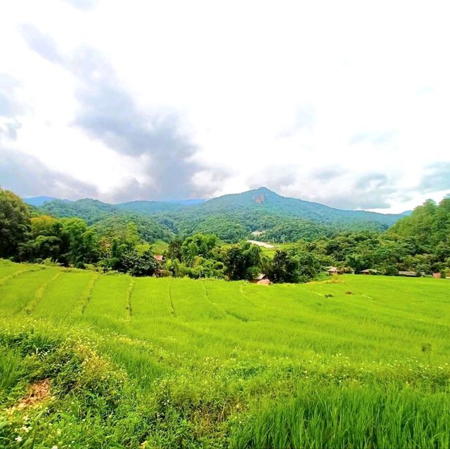 ชมนาขั้นบันไดกลางขุนเขา @บ้านแม่กลางหลวง