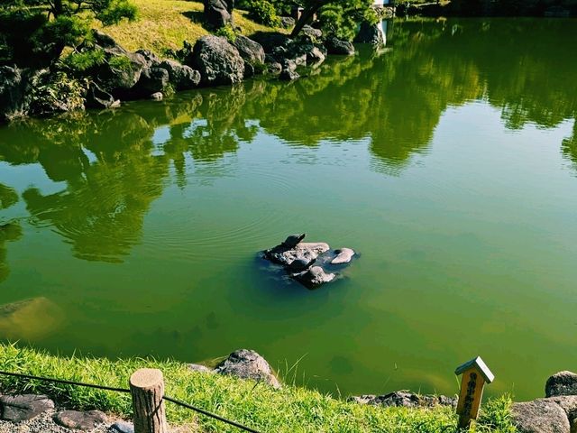 【東京×清澄庭園】亀の日向ぼっこと落ち着く庭園のひととき