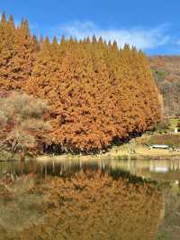 서울 근교 너무 이쁜 단풍 명소🍁