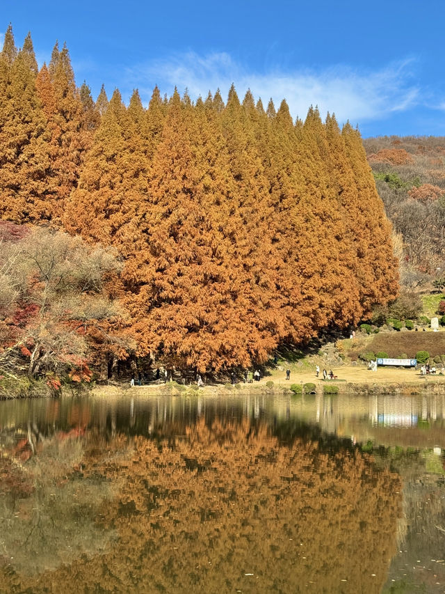 서울 근교 너무 이쁜 단풍 명소🍁