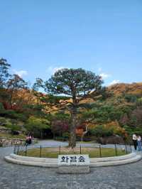 ❤️서울근교에서 가을을 느낄 수 있는 인기명소, "화담숲"❤️