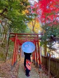 京都💛イチョウの敷紅葉💛導観稲荷神社⛩️