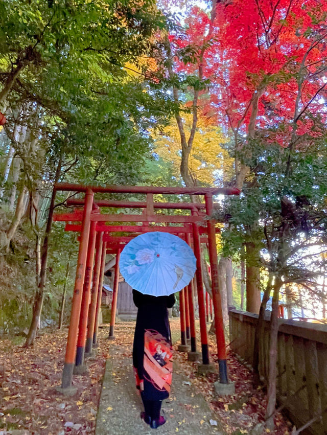 京都💛イチョウの敷紅葉💛導観稲荷神社⛩️
