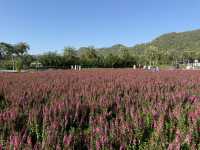 Hokkaido Flower Park 💐