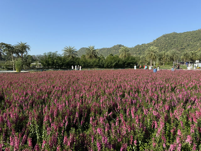 Hokkaido Flower Park 💐