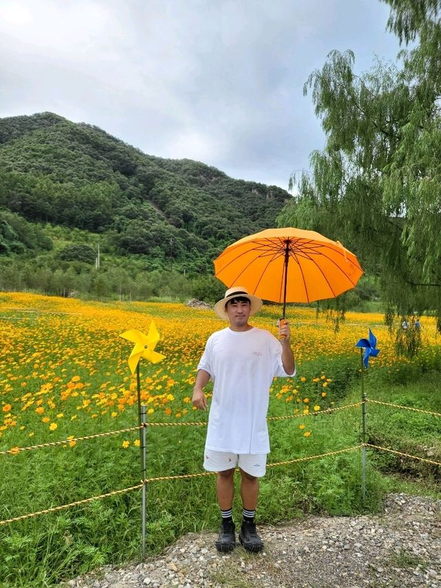 코스모스와 폭포를 함께 보는 연천여행