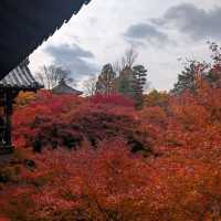 🇯🇵京都「東福寺」市區楓葉🍁頂流，楓葉之王威名當之無愧！