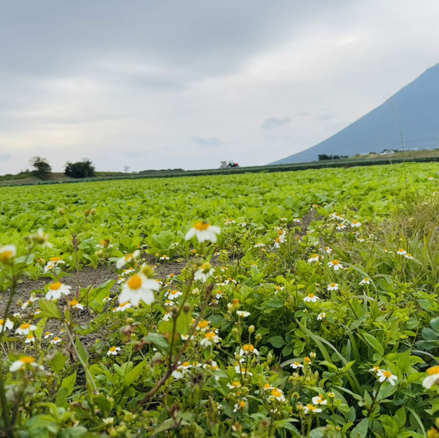 指宿：从长崎鼻去JR最南站打卡
