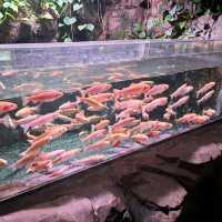 泰迪熊動物王國Teseum🐻濟州島Aqua Planet水族館🐠山茶花之丘🌻🌞旅遊景點介紹👍