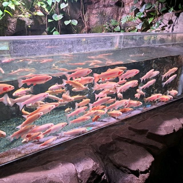泰迪熊動物王國Teseum🐻濟州島Aqua Planet水族館🐠山茶花之丘🌻🌞旅遊景點介紹👍