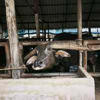 Buffalo Village หมู่บ้านอนุรักษ์ควายไทย