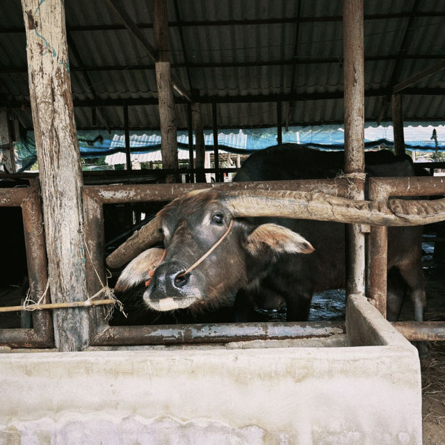Buffalo Village หมู่บ้านอนุรักษ์ควายไทย