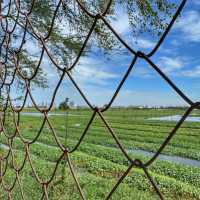 Phnom Penh: Two Days, Tuk Tuks, and Tasty Treats