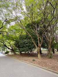 Shinjuku Gyoen National Garden สวนที่ควรมา
