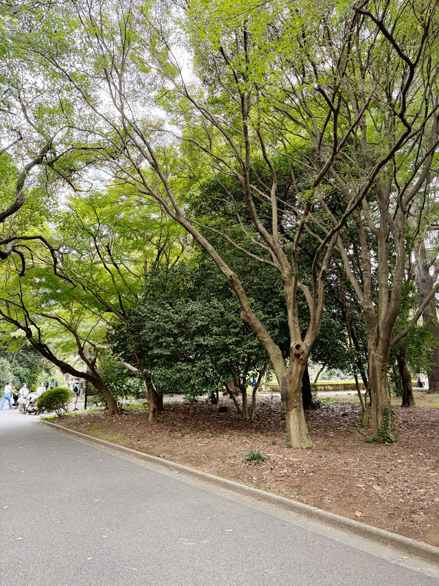 Shinjuku Gyoen National Garden สวนที่ควรมา