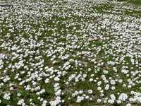 【南アフリカ】砂漠に出現する奇跡の花園！「ナマクアランド」