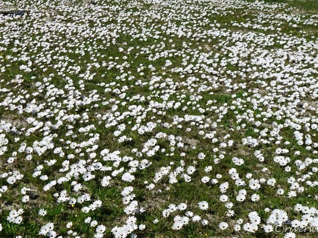 【南アフリカ】砂漠に出現する奇跡の花園！「ナマクアランド」