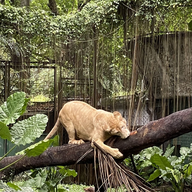 Zoo Negara Malaysia: A Perfect Destination for All Ages