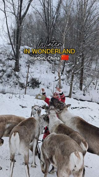 Winter in Wonderland Harbin, China 🇨🇳