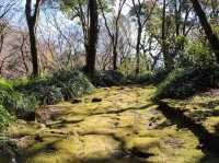 【鹿児島県】 雄大な桜島を一望できる借景庭園『仙巌園』