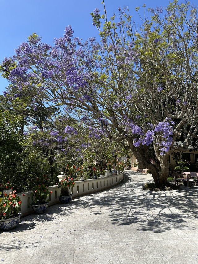  Strolling through the charm of Dalat