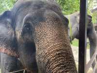 A Perfect Wildlife Escape: Fomasa Safari Park in Melaka Exceeds Expectations