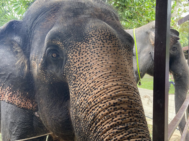 A Perfect Wildlife Escape: Fomasa Safari Park in Melaka Exceeds Expectations