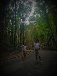 MAN MADE FOREST IN BOHOL