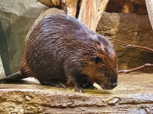 神戶動物王國