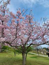 【カラフルなチューリップ🌷の絨毯がみれる！】