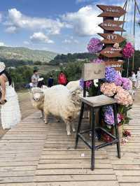 Alpaca Farm ม่อนแจ่ม 🦙✨ ฟาร์มอัลปาก้าสุดน่ารัก