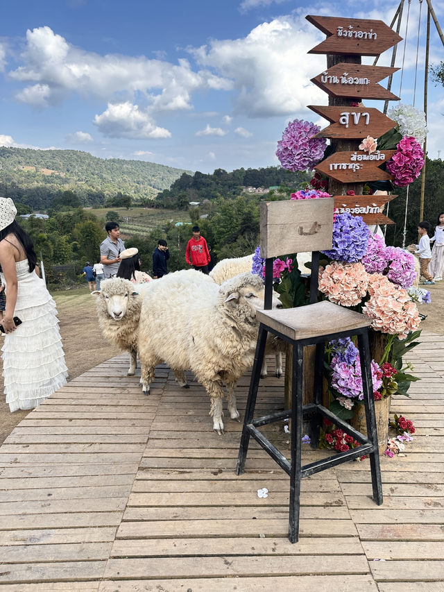 Alpaca Farm ม่อนแจ่ม 🦙✨ ฟาร์มอัลปาก้าสุดน่ารัก