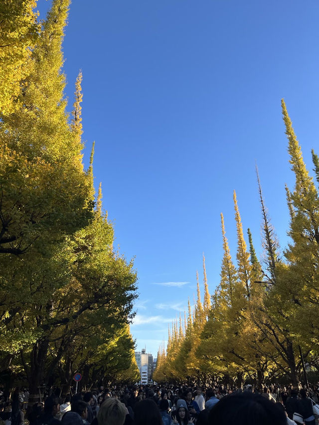 🇯🇵 東京最美銀杏樹大道！