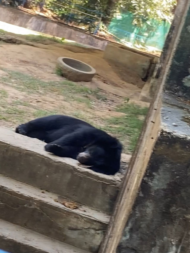 A Day Trip to Yangon Zoo 🦌 