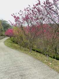 春日限定美景！桃園山林秘境，櫻花滿開超夢幻！