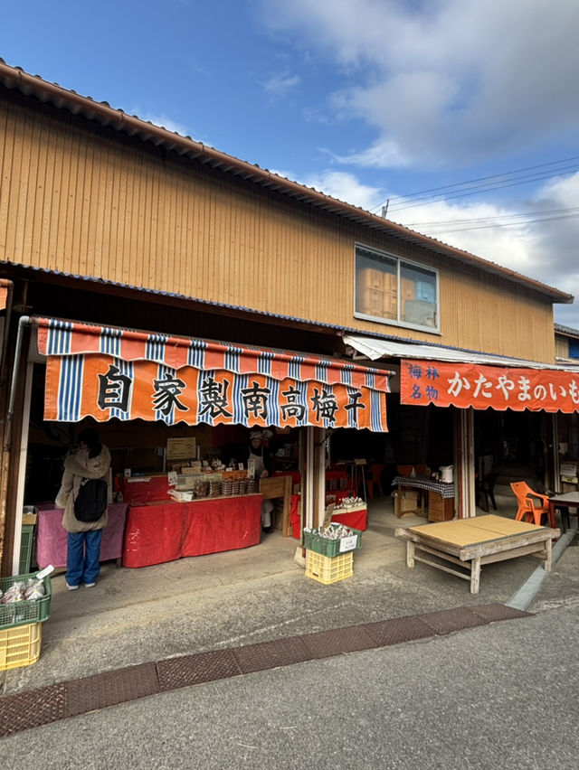 南部（みなべ）梅林へ今年初めての梅を見に❤️