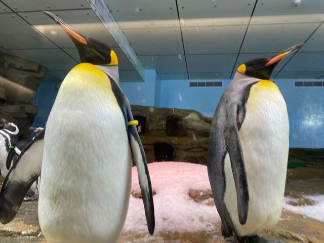 桃園 Xpark沉浸式水族館，探索奇幻海洋世界
