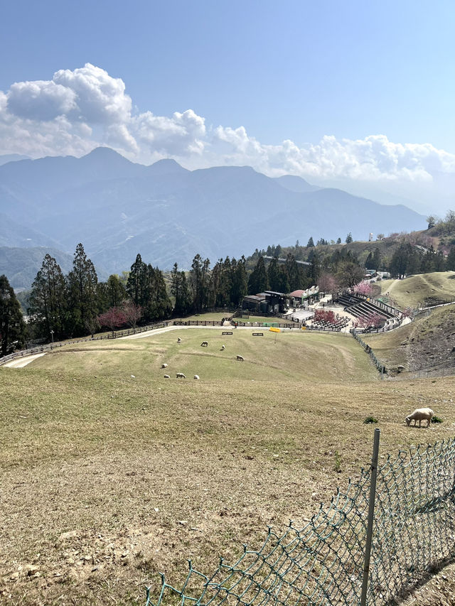 【台湾】清境農場🐏