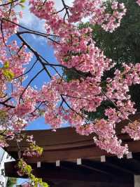 福岡櫻花：春日裡的花海奇蹟