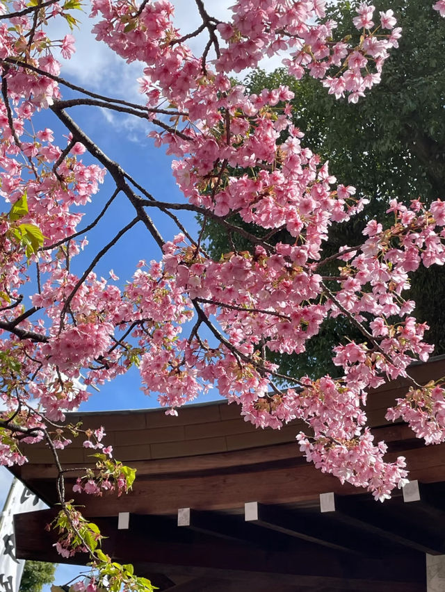 福岡櫻花：春日裡的花海奇蹟