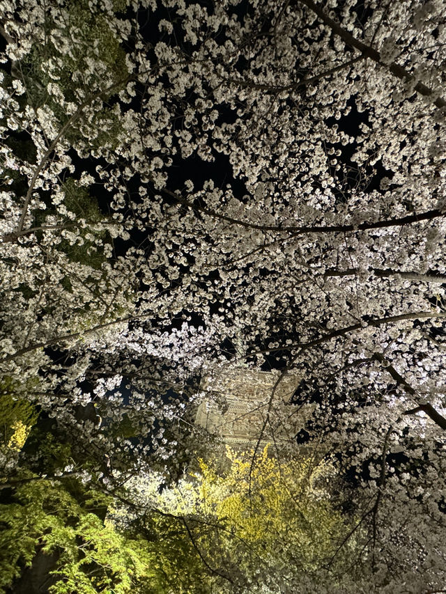 🌟 京都東寺夜櫻：一生必去的絕景 🌸