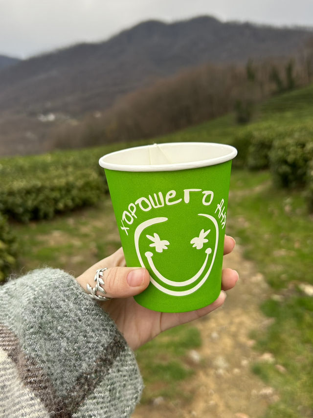 Tea fields with horses 🐴 