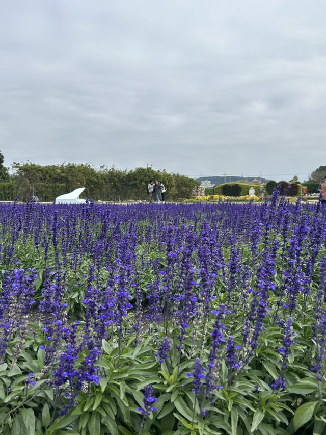 🌸 Zhongshe Flower Market, Taichung: A Blooming Paradise 🌸